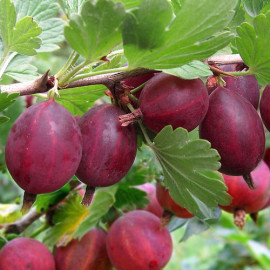 Аґрус Хіннонмакі Ред 1 річний, напівупакований