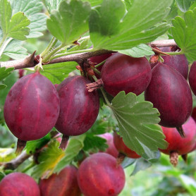 Крыжовник Хиннонмаки Ред 1 летний, полуупакованный