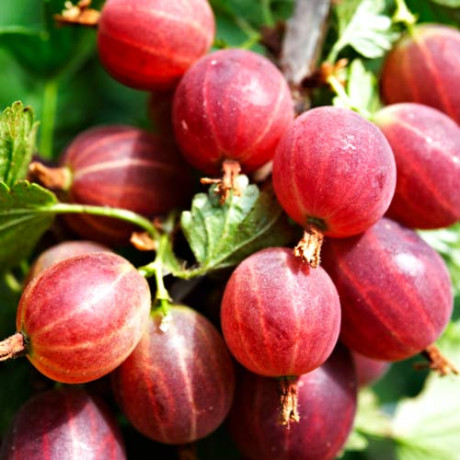 Аґрус Каменяр