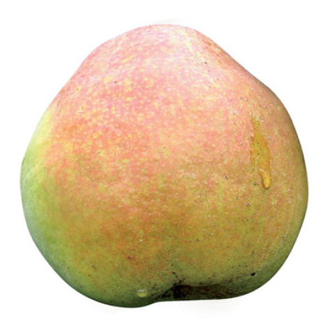 Саженцы груши зимней сорт Кучерянка, подвой ВА-29 Саженцы груши зимней сорт Кучерянка, подвой ВА-29