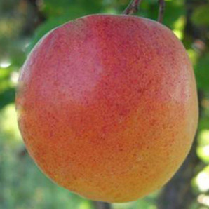 Абрикос сорт Киевский красень Абрикос сорт Киевский красень