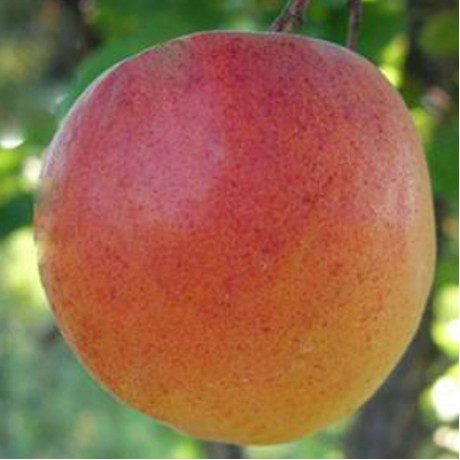 Абрикос сорт Киевский красень Абрикос сорт Киевский красень