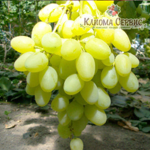 Виноград сорт Ландыш, полуупакованный Виноград сорт Ландыш, полуупакованный