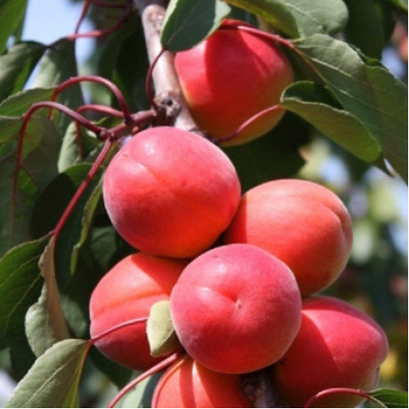 Абрикос сорт Le 32-76, подвой алыча Абрикос сорт Le 32-76, подвой алыча