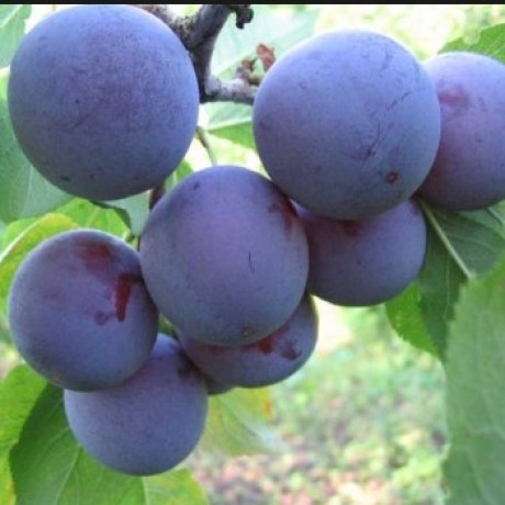 Алича сорт Лері Енн, підщепа алича