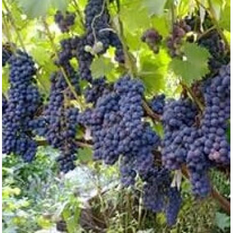 Виноград сорт Ливадийский черный, полуупакованный