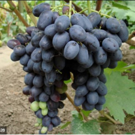 Виноград сорт Лоран