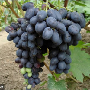 Виноград сорт Лоран Виноград сорт Лоран