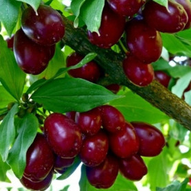 Кизил сорт Лукьяновский, подвой кизил дикий