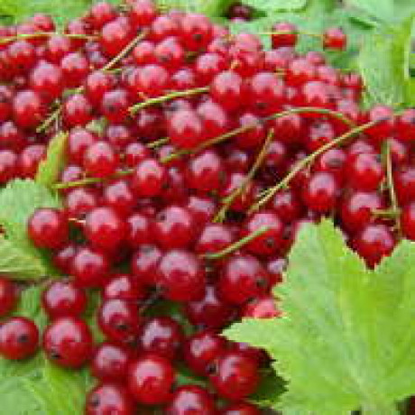 Смородина Детван