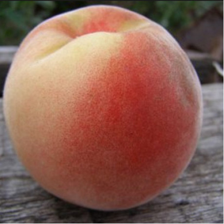 Персик сорт Манон, подвой миндаль