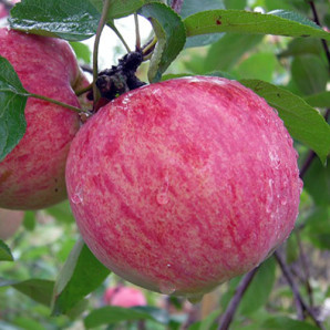 Яблуня літня сорт Мельба, підщепа 54-118