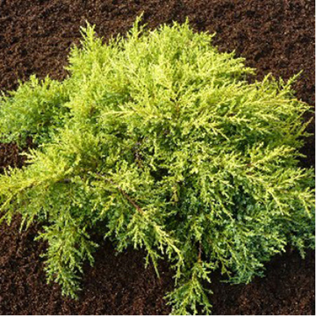 Ялівець середній Mordigan Gold горшок 3 л Ялівець середній Mordigan Gold горшок 3 л