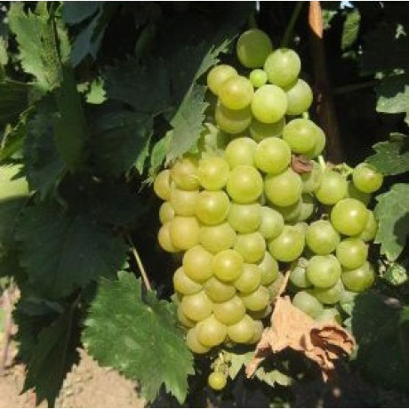 Виноград сорт Мускат Бессарабский Виноград сорт Мускат Бессарабский
