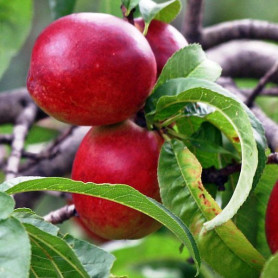 Нектарин сорт Ванг 8, подвой миндаль