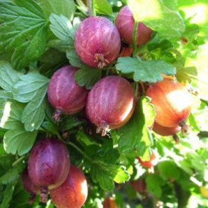 Аґрус Неслуховський Аґрус Неслуховський