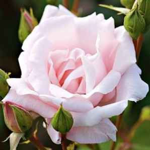 Саджанці троянд сорт New Dawn (Нью Доун) Саджанці троянд сорт New Dawn (Нью Доун)