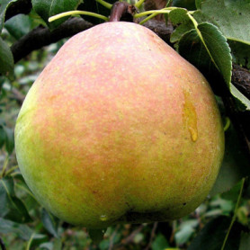 Саженцы груши осенней сорт Николай Крюгер, подвой ВА-29 Саженцы груши осенней сорт Николай Крюгер, подвой ВА-29