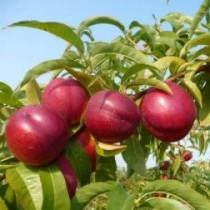 Нектарин сорт Никтаред 306, подвой алыча Нектарин сорт Никтаред 306, подвой алыча