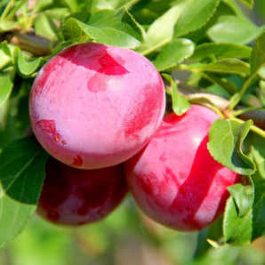 Алича сорт Обільна