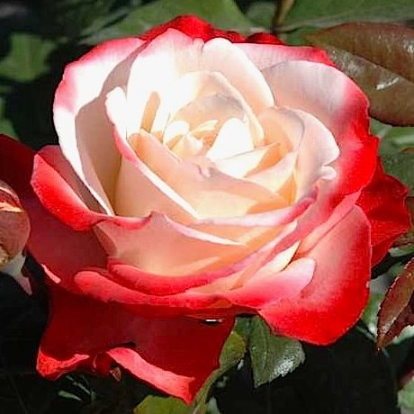 Саджанці троянд сорт Nostalgie (Ностальжі) Саджанці троянд сорт Nostalgie (Ностальжі)