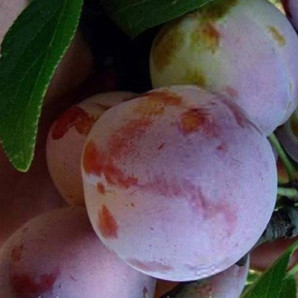 Саджанці сливи сорт Пам'ять Матері, підщепа алича Саджанці сливи сорт Пам'ять Матері, підщепа алича