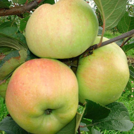 Яблоня осенняя сорт Пепенка, подвой 54-118