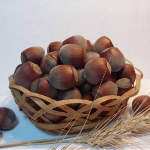 Фундук сорт Подарунок Юннатам