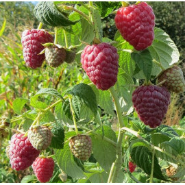 Саженцы малины сорт Полесье