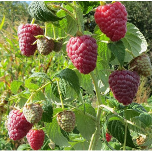 Саджанці малини сорт Полісся 