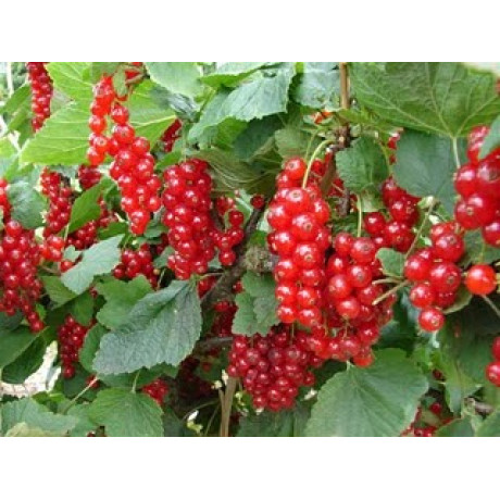 Смородина Ролан Смородина Ролан