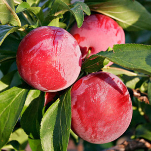 Саджанці сливи сорт Ренклод Альтана Саджанці сливи сорт Ренклод Альтана
