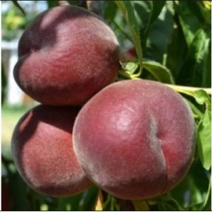 Персик сорт Рич Мей, подвой миндаль Персик сорт Рич Мей, подвой миндаль