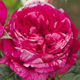 Саженцы роз сорт Crazy Fashion (Крейзи Фешн)