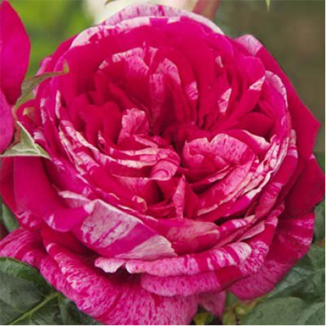 Саджанці троянд сорт Crazy Fashion (Крейзи Фешн)