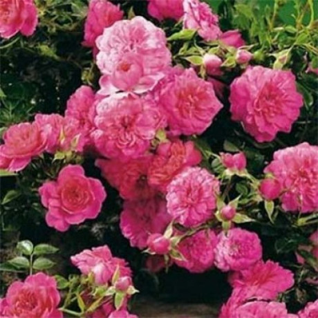 Саджанці троянд сорт Кнірпс Саджанці троянд сорт Кнірпс