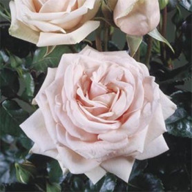 Саженцы роз сорт Majestic (Маджестик) 