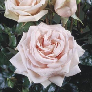 Саджанці троянд сорт Majestic (Маджестік) Саджанці троянд сорт Majestic (Маджестік)