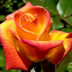 Саджанці троянд сорт Red Gold (Ред Голд) Саджанці троянд сорт Red Gold (Ред Голд)