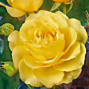 Саджанці троянд сорт Casanova (Казанова) Саджанці троянд сорт Casanova (Казанова)