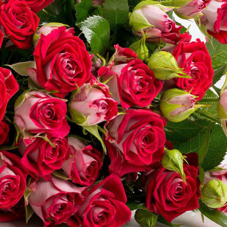 Саджанці троянд сорт Рубі Стар Саджанці троянд сорт Рубі Стар