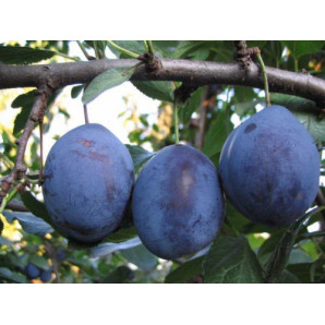 Саджанці сливи пізньої сорт Олена, підщепа алича Саджанці сливи пізньої сорт Олена, підщепа алича