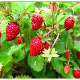 Саджанці суниці Барон Солемахер, P9