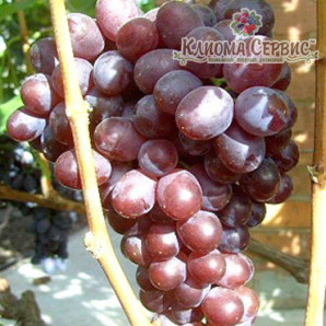 Виноград сорт Сенатор Павловского Виноград сорт Сенатор Павловского