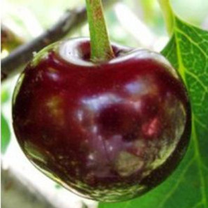 Вишня сорт Пустунка, підщепа магалєпка Вишня сорт Пустунка, підщепа магалєпка