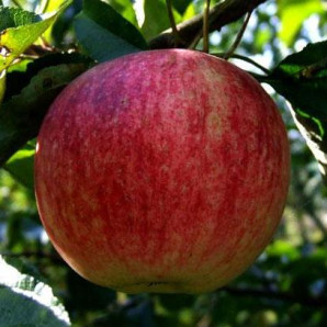 Яблоня осенняя сорт Слава Победителям, подвой 54-118 Яблоня осенняя сорт Слава Победителям, подвой 54-118