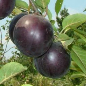 Алича (диплоїдна слива) сорт Анжеліно, підщепа алича