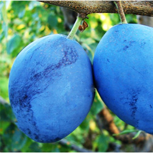 Саджанці сливи сорт Чачанська рання Саджанці сливи сорт Чачанська рання