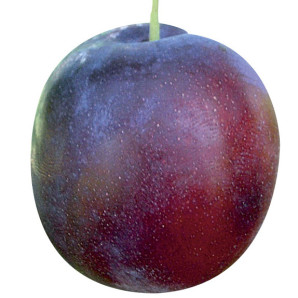 Садженці сливи ранньої сорт Ода, підщепа алыча Садженці сливи ранньої сорт Ода, підщепа алыча