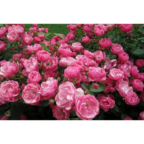 Саджанці троянд сорт Едем